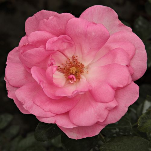 Rosen Online Shop - floribundarosen - rosa - Rosa Centenaire de Lourdes™ - diskret duftend - Georges Delbard - -